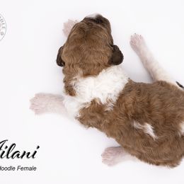 Bernedoodle, Saint Berdoodle, and Sheepadoodle Puppies from Yankee Doodle Puppies