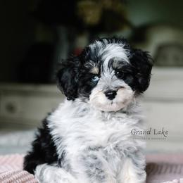 Bernedoodle and Schnoodle Puppies from Grand Lake Poodles & Doodles