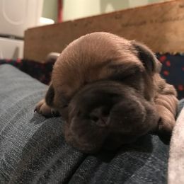 French Bulldog Puppies from Excuse My Frenchie Co