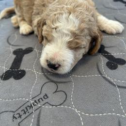 Boy 2 - Red male Bernedoodle puppy in Cody, Wyoming from Yellowstone Breeders