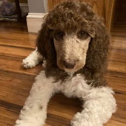 Cavapoos and Poodles from Mumma’s Standard Poodles