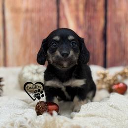 Hank - Black and cream male Dachshund puppy in Nashville, Arkansas from Cuddles n Curls