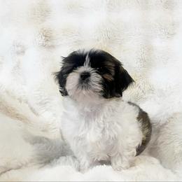 AKC Brooklyn - Tricolor female Shih Tzu puppy in Greenville, South Carolina from Babyface Shih Tzu