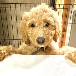 Goldendoodle Puppies from Lundee Doodles