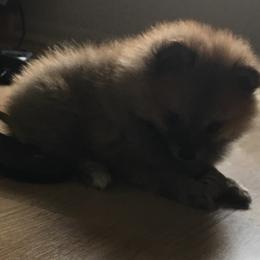 Pomeranian Puppies from Jonna's Poms