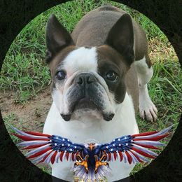 Colt - Boston Terrier