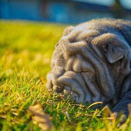 Mr. Blue Sky - Blue Chinese Shar-Pei puppy in Ohio from Sheriff Shar-pei's