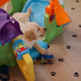 Golden Retriever Puppies from Dani’s Dawgs