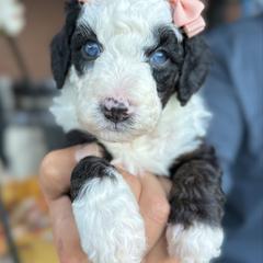 Hope - female Australian Mountain Doodle puppy in Miami, Florida from Jade’s Paws & Co. Of Miami LLC