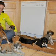 Saluki Puppies from Kushiel Salukis