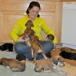 Saluki Puppies from Kushiel Salukis