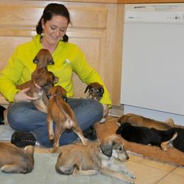 Saluki Puppies from Kushiel Salukis