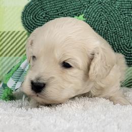 Girl 2 - Cream female Goldendoodle puppy in Temecula, California from Oodles O'Doodles