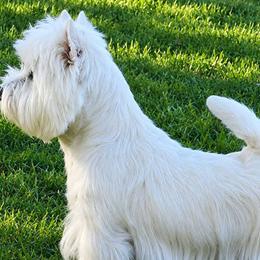West Highland White Terriers from Bred with H.E.A.R.T.
