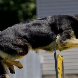 German Shepherds from Kennel zu Trojas Ehren