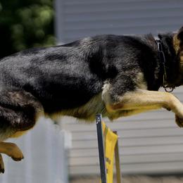 German Shepherds from Kennel zu Trojas Ehren