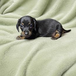 Artie - Black and tan male Dachshund puppy in Richmond, Virginia from Paw Prints