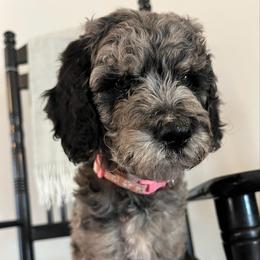 Beignet - Merle female Goldendoodle puppy in Macclenny, Florida from Davis's Doodles