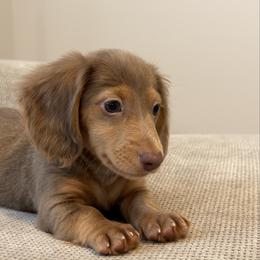 Luca - Fawn (isabella) and tan male Dachshund puppy in Lawrenceville, Georgia from Chivi Paws