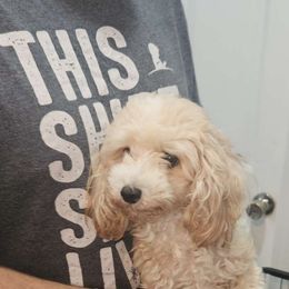Tinker - Maltipoo