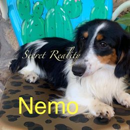 Nemo - Dachshund