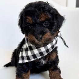 Kaylie's - BLUE BOY - Phantom male Goldendoodle puppy in Lewisville, Texas from Texas Goldendoodle Lovers