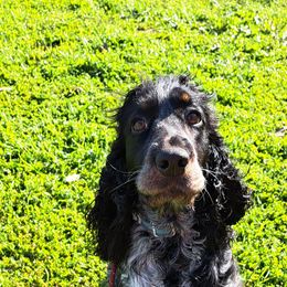 English Springer Spaniel Puppies from Springer's Journey Spaniels