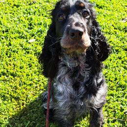 English Springer Spaniel Puppies from Springer's Journey Spaniels