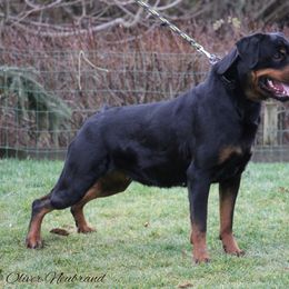 Jolin - Rottweiler