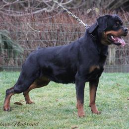 Jolin - Rottweiler