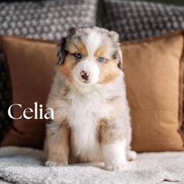CELIA - Blue merle female Miniature American Shepherd puppy in Puyallup, Washington from FERGI’S GEMINI MAS