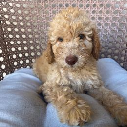 Royce - Cream male Poodle puppy in Tucson, Arizona from Desert Doodles + Poodles