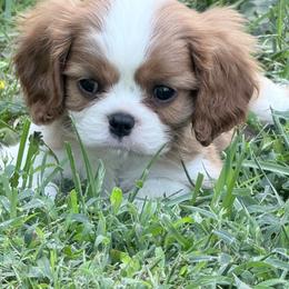 Bruno - Blenheim male Cavalier King Charles Spaniel puppy in Greensboro, North Carolina from Hyde Park Cavaliers