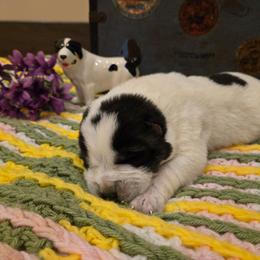 XACOBE - White male Central Asian Shepherd Dog puppy in Michigan from Guardian Dog