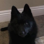 Schipperkes from Shadow Mtn