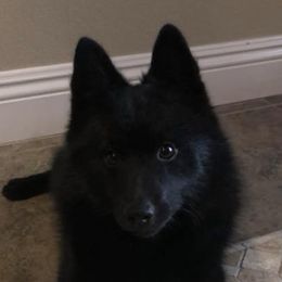 Schipperkes from Shadow Mtn