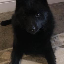 Schipperkes from Shadow Mtn