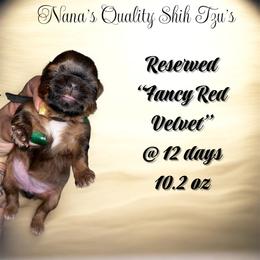 Fancy Red Velvet - Red and tan female Shih Tzu puppy in Sacramento, California from NANA’S  QUALITY SHIH TZU'S