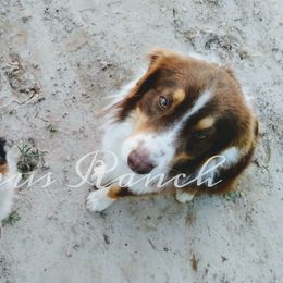 Australian Shepherds from Brangus Ranch