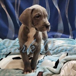 Vesemir - Blue and white Great Dane puppy in Spring, Texas from Stark Danes