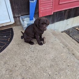 Labrador Retriever Puppies from Rapidan River Labradors