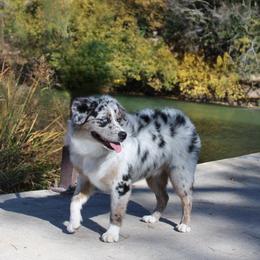 Charlie - Australian Shepherd