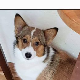 Beastie - Pembroke Welsh Corgi