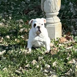 Spots - Bulldog puppy from Moffitt Bulldogs