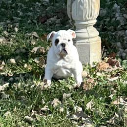 Spots - Bulldog puppy from Moffitt Bulldogs