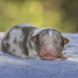 Rmm - Red merle male Miniature American Shepherd puppy in Stephenville, Texas from Diamond H Aussies