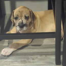 Beckham - Merle male Great Dane puppy in Perham, Minnesota from Steel Horse Kennels Inc