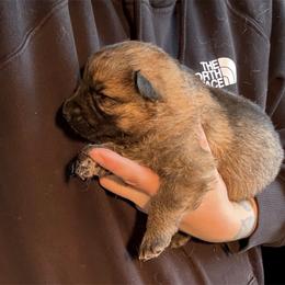 Sable Female - Sable female German Shepherd puppy in Tafton, Pennsylvania from Pocono GSD