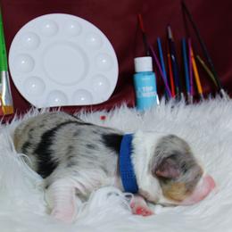 Australian Shepherd Puppies from Cooper Ridge Aussies