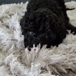 Poodle Puppies from A &A Pinedale Woods Standard Poodles